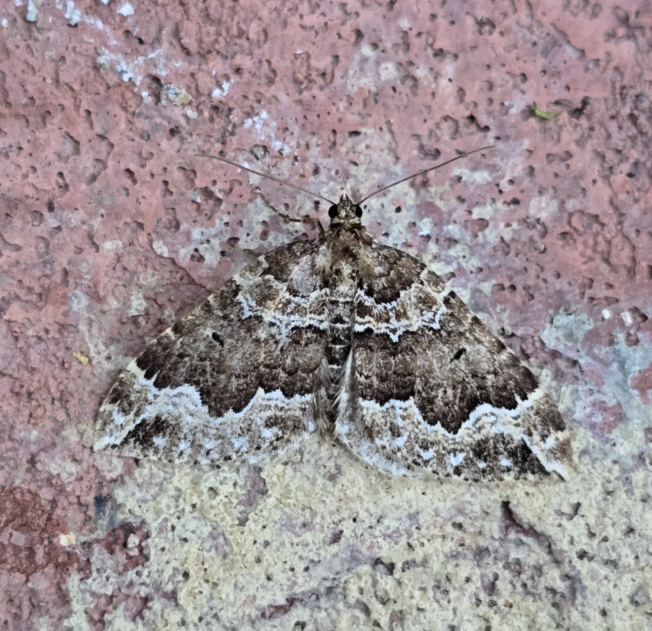 Photo of Water Carpet (Lampropteryx suffumata)
